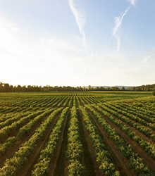 Agriculture Solutions