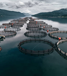 Aquaclture Solutions