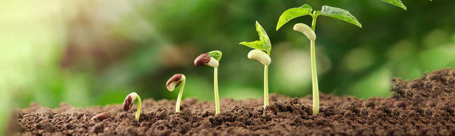 Want To Enhance The Growth Of Plants? It's Time To Focus On Soil Microbiome 1 Enhance the Growth of Plants