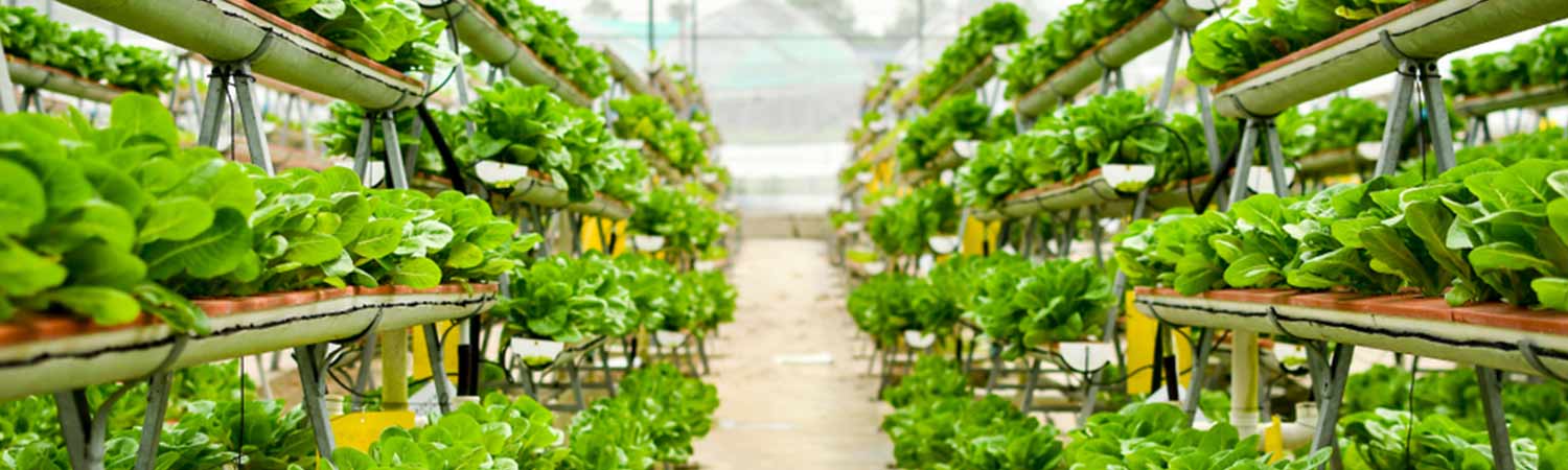 Hydroponics - Farming