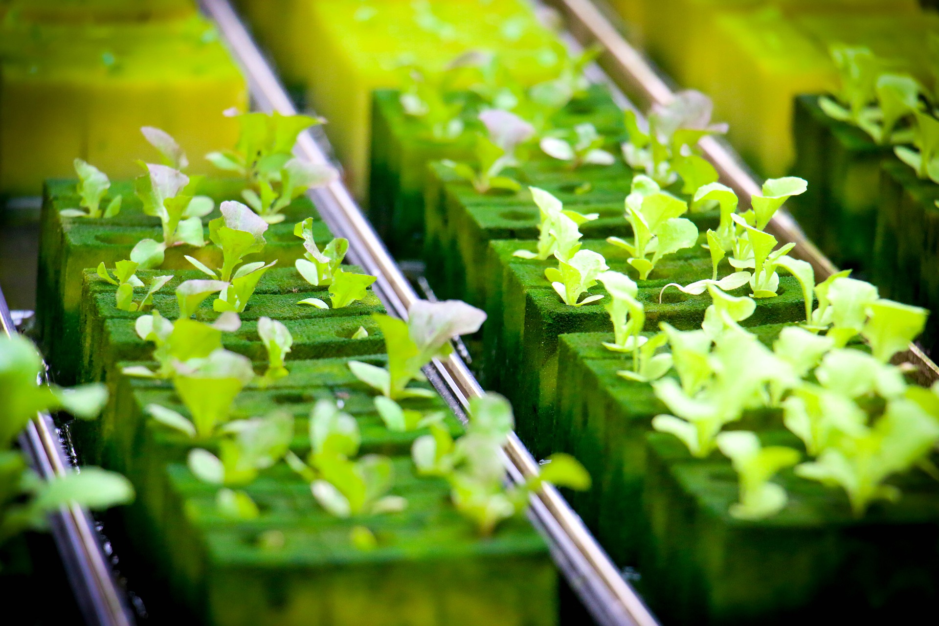 Plants Grown in Hydroponics System