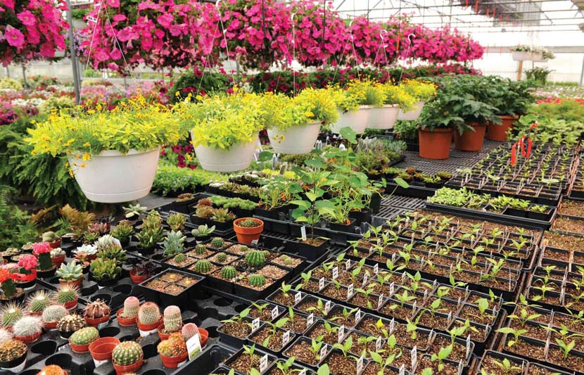 Science-Up-Your-Home-And-Kitchen-Gardens