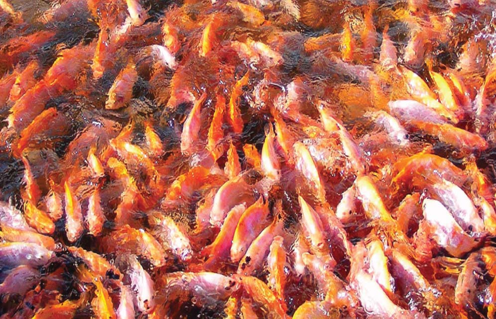 Fish Disease in Sustainable Aquaculture