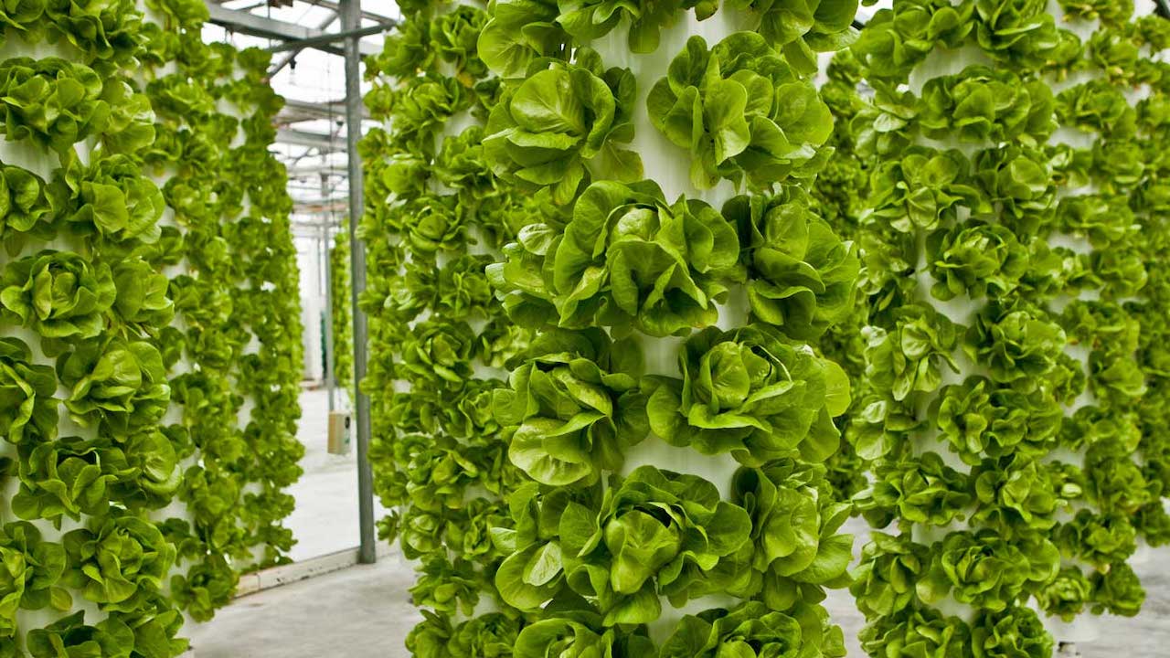 Vertical Hydroponic Farming of Fresh Green Lettuce