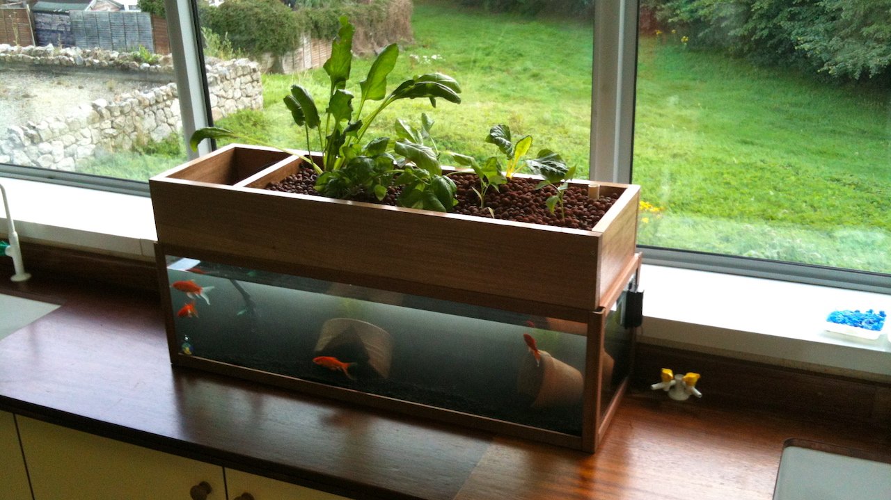 Aquaponics System with Fish Tank and Plants by Window