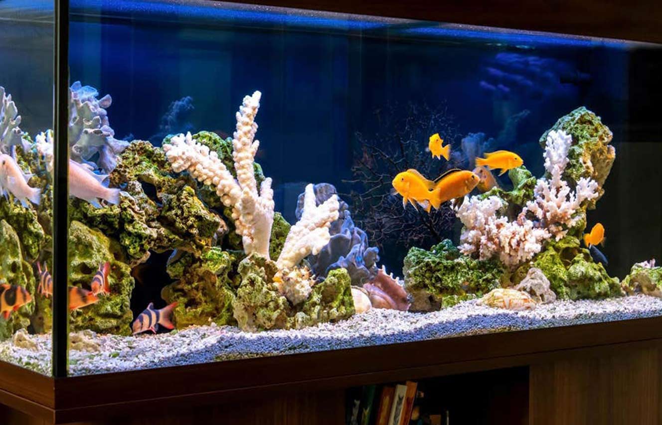 Vibrant fish tank with colorful fish, corals, and rocks, showcasing a clean and natural aquarium setup.