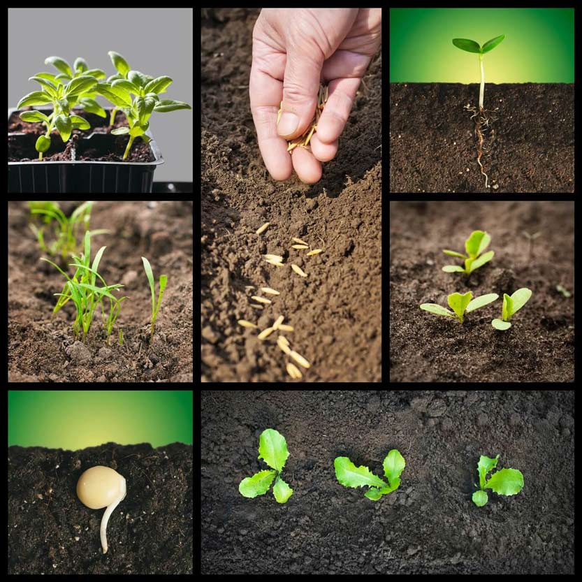 Microbes in Agriculture and Their Role in Plant Growth Promotion 2 A collage of plant growth stages: seeds in soil, sprouting, a hand planting, seedlings in a tray, and young plants.