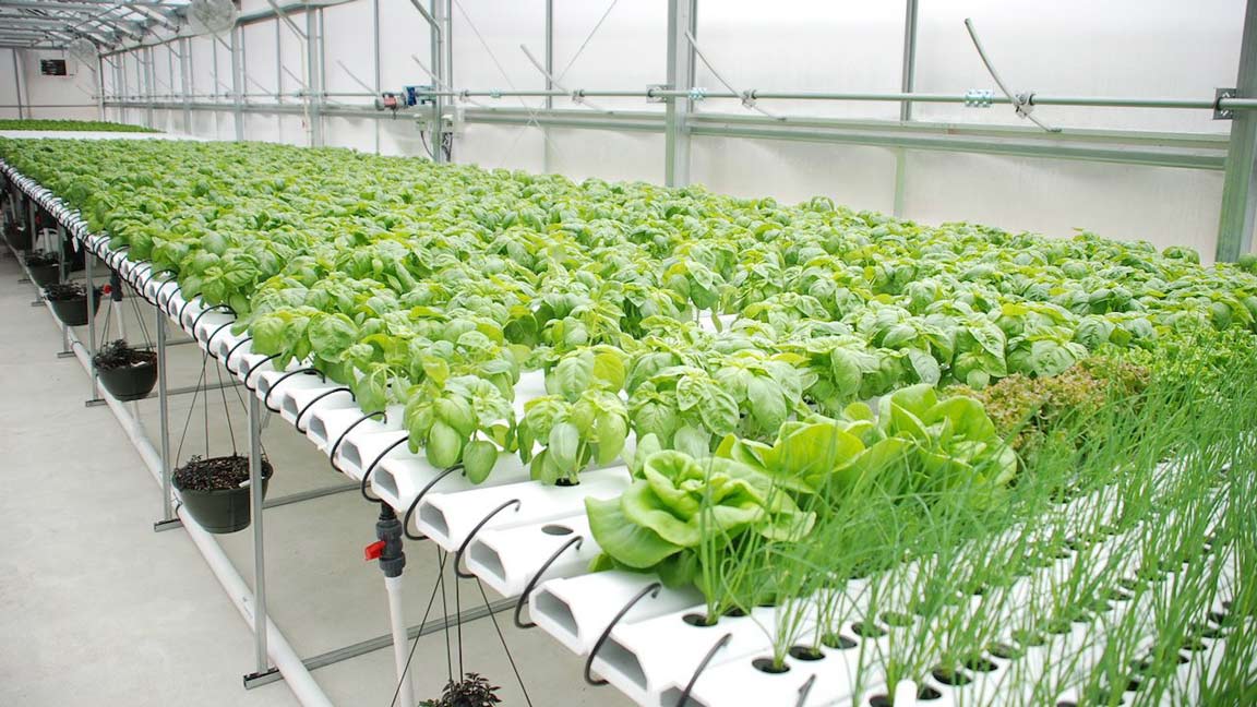 Hydroponic Farming System With Various Leafy Greens