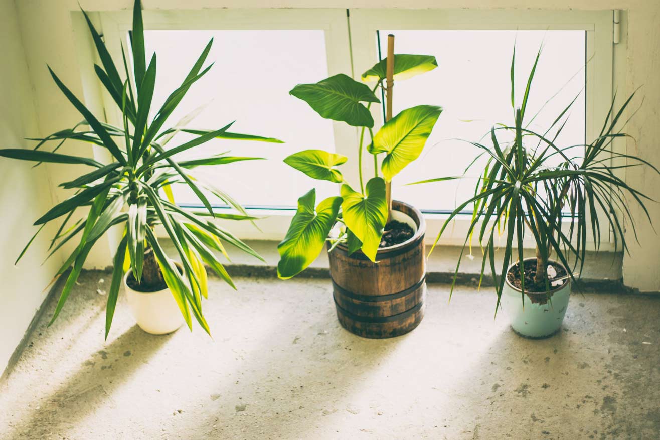 How To Take Care Of Indoor Plants 1 How-To-Take-Care-Of-Indoor-Plants
