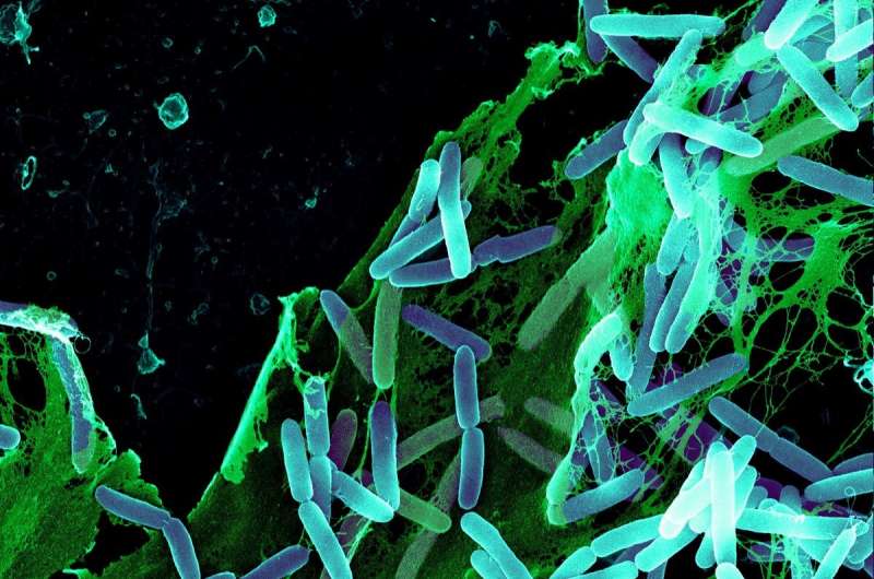 Digital illustration of bacteria with glowing signals, depicting quorum sensing in microbial communication.
