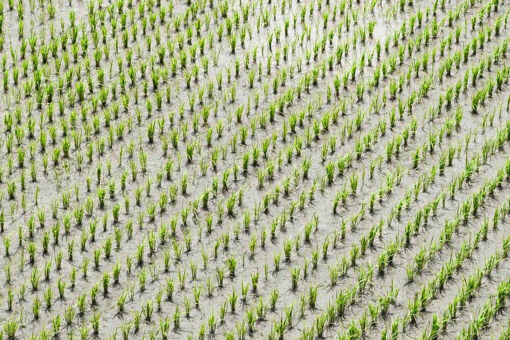 Rice Production in Bangladesh