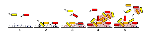 Harnessing the Power of Microorganisms in Wastewater Treatment Using Biofilms 2 Dispersion Stage