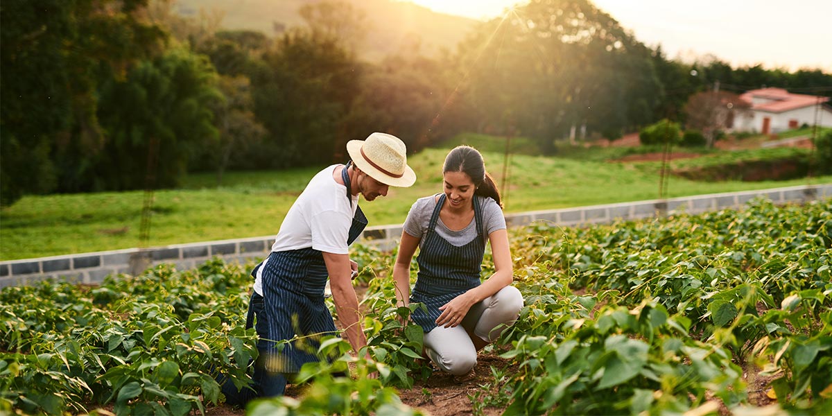 Two farmers harvesting organic vegetables in a greenhouse, showcasing sustainable farming practices.