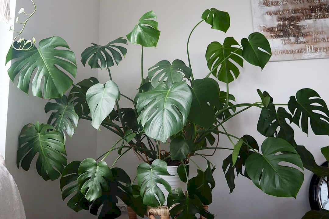 Lush Monstera plant with large green leaves in a pot, illustrating proper care tips for growing and maintaining healthy indoor plants