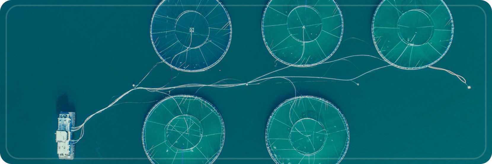 Aerial view of sustainable aquaculture fish farms in the ocean with circular nets and a boat nearby.