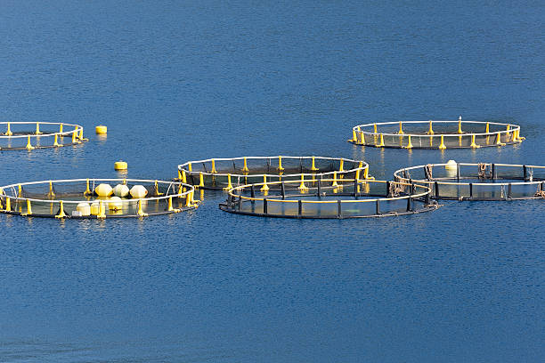How Sustainable Aquaculture Can Benefit the Nigerian Economy