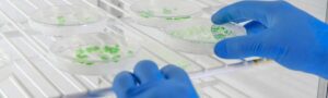 Hands in blue gloves handling petri dishes with green cultures for aquaculture probiotics.