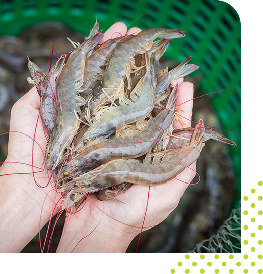 Hands Holding Freshly Harvested Shrimp, Showcasing the Benefits of Shrimp Probiotic for Aquaculture Health
