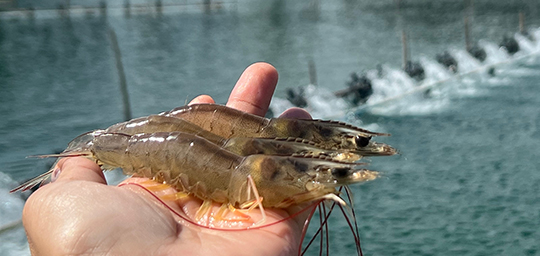 Hand Holding Tiger Shrimp with Aquaculture Pond in the Background Highlighting the Cultivation of Tiger Shrimp