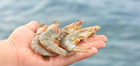Hand Holding Fresh Vannamei Shrimp with Water Background Highlighting the Harvest of Vannamei Shrimp in Aquaculture