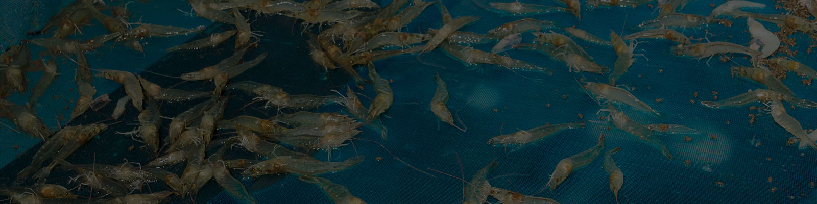 Shrimp in a Net Highlighting the Use of Shrimp Probiotic to Enhance Health and Growth in Aquaculture Practices