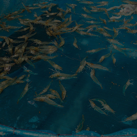 Shrimp in a Net Highlighting the Use of Shrimp Probiotic to Enhance Health and Growth in Aquaculture Practices