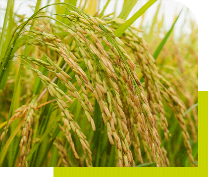 Close-up of golden rice plants, enhanced by paddy growth promoter.