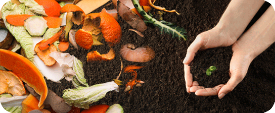 Hands holding a seedling over compost with vegetable scraps on soil.