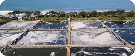 Coastal shrimp farm with rectangular ponds near the ocean, surrounded by greenery.