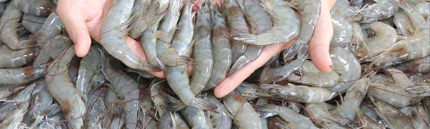 Hand Holding Fresh Shrimp Highlighting Shrimp Molting Process