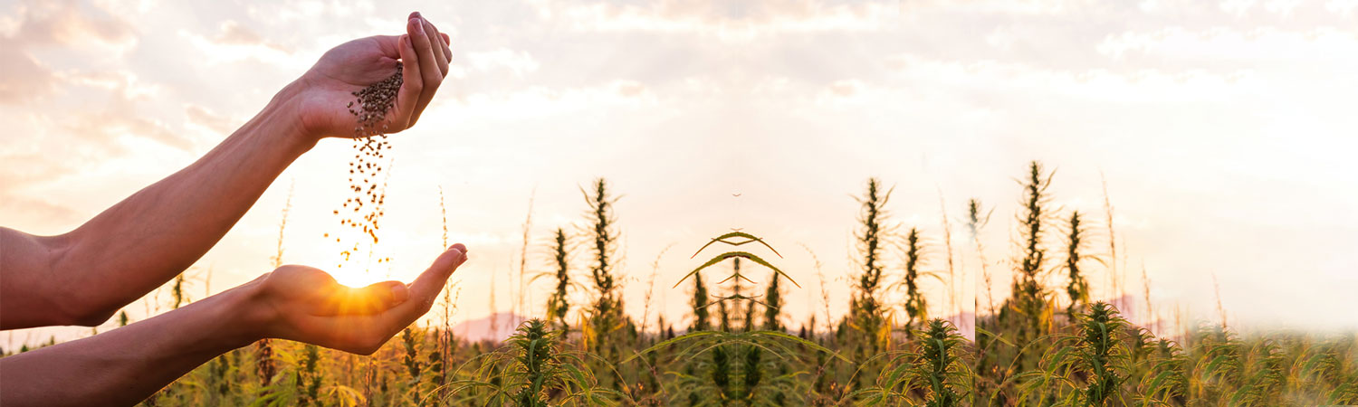 Hands Sowing Seeds in a Field During Sunset Highlighting the Importance of Seed Treatment for Healthy Crops