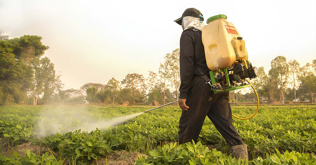 Farmer spraying pesticides on crops in a field with a backpack sprayer at sunset.