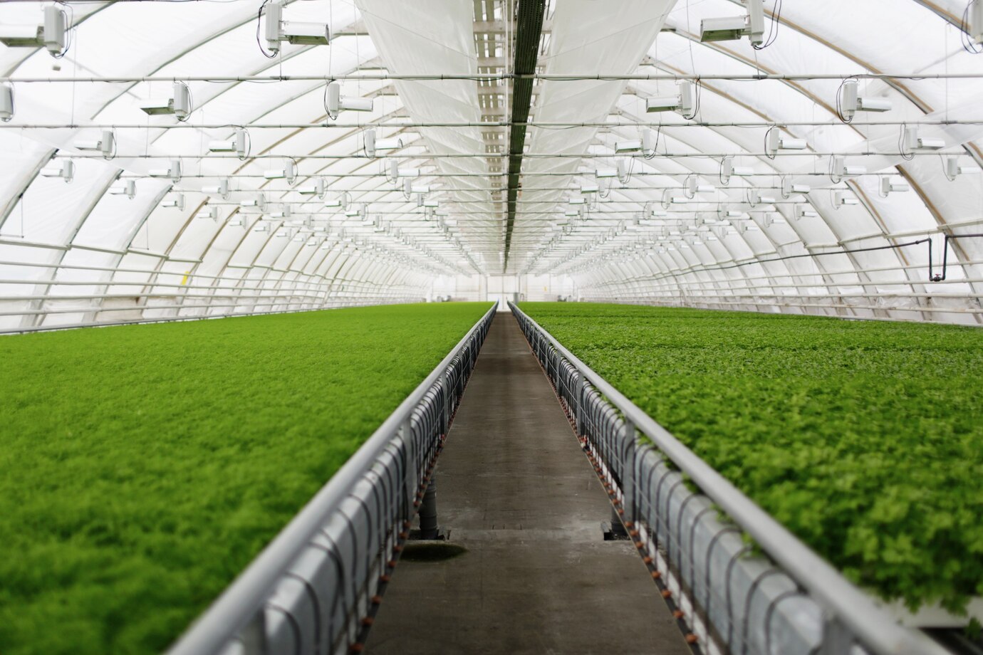 Hydroponic greenhouse with lush green plants, showcasing sustainable farming in a controlled environment.